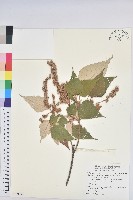 藏品(白匏子)的圖片