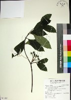 藏品(薄葉玉心花)的圖片