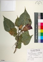 藏品(繖楊、截萼黃槿)的圖片