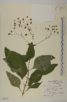 藏品(下田菊)的圖片