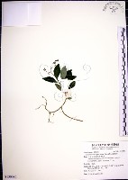 藏品(針刺草)的圖片