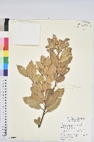 藏品(嶺南青剛櫟、嶺南椆)的圖片