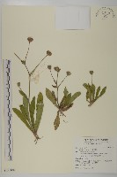 藏品(燈豎朽)的圖片