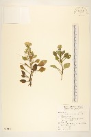 藏品(一枝黃花)的圖片