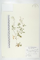 藏品(臺灣碎米薺)的圖片