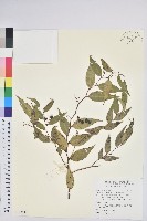 藏品(白珠樹)的圖片