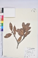 藏品(赤柯、赤椆、森氏櫟)的圖片