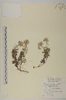 藏品(玉山抱莖籟簫)的圖片