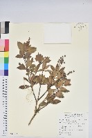 藏品(臺灣馬醉木)的圖片