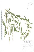 藏品(秋分草)的圖片