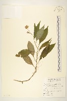 藏品(蔓黃菀)的圖片