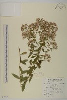 藏品(臺灣馬蘭)的圖片