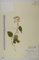 藏品(臺灣山白蘭)的圖片