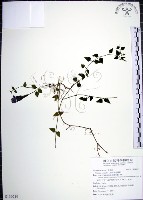 藏品(倒地蜈蚣)的圖片