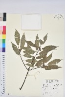 藏品(青剛櫟、鐵椆)的圖片