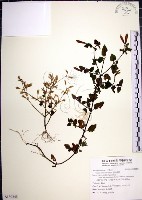 藏品(倒地蜈蚣)的圖片