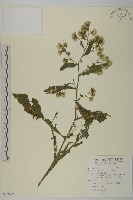 藏品(生毛將軍)的圖片