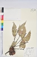 藏品(大葉苦櫧)的圖片