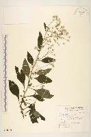 藏品(一枝香)的圖片