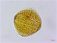 藏品(仙草)的圖片