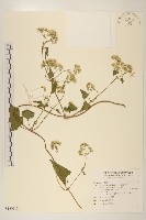 藏品(小花蔓澤蘭)的圖片
