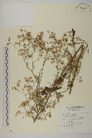 藏品(掃帚菊)的圖片