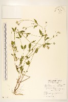 藏品(貓腥草)的圖片