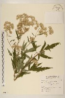 藏品(臺灣澤蘭)的圖片