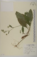 藏品(地膽草、毛蓮菜)的圖片