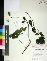 藏品(薄葉玉心花)的圖片