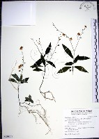 藏品(針刺草)的圖片