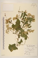 藏品(小花蔓澤蘭)的圖片