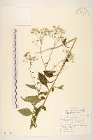 藏品(一枝香)的圖片