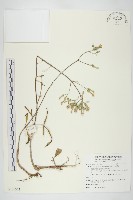 藏品(小燈籠草、大還魂)的圖片