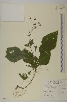藏品(下田菊)的圖片