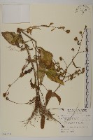 藏品(黃金珠)的圖片