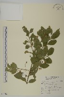 藏品(刺果衛矛)的圖片