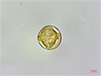 藏品(粗毛柃木)的圖片