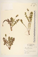 藏品(西洋蒲公英)的圖片