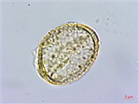 藏品(小木通)的圖片