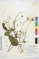 藏品(田代氏鐵線蓮)的圖片