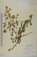 藏品(阿里山油菊)的圖片