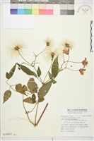 藏品(小木通)的圖片