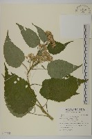 藏品(臺灣山白蘭)的圖片