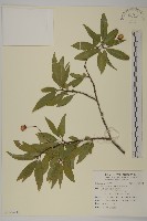 藏品(厚葉衛矛, 源一木)的圖片