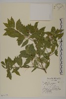 藏品(刺果衛矛)的圖片