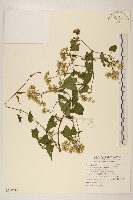 藏品(蔓澤蘭)的圖片