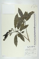 藏品(耿氏虎皮楠)的圖片