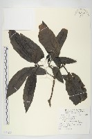 藏品(東瀛珊瑚)的圖片