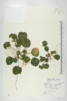 藏品(圓葉裂緣花)的圖片